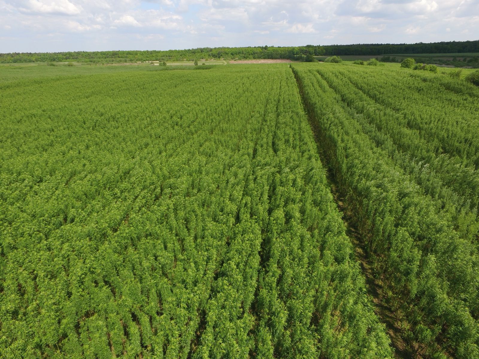 Замість дорогого газу. Як верба може врятувати громади від холоду взимку